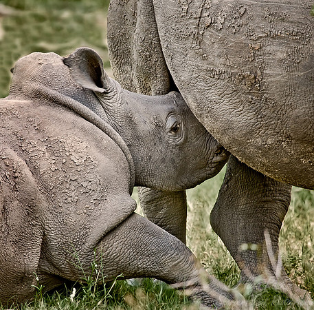035_White Rhinoceroses_South Afirca