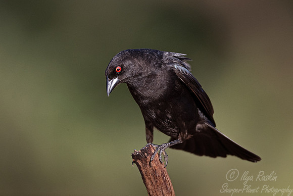 115 Bronzed cowbird (Molothrus aeneus) - TX