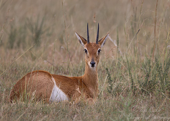 092  Oribi (Ourebia ourebi) Masai Mara Kenya