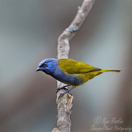 555 Blue-capped tanager (Sporathraupis cyanocephala) - Colombia cloud forest