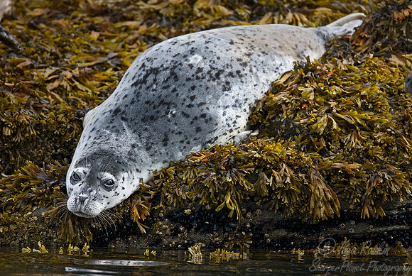 007_Harbour Seal (Phoca vitulina)_Katmai_AK