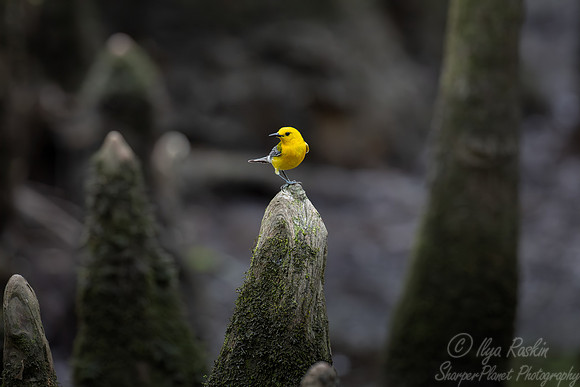 146 Prothonotary warbler (Protonotaria citrea) - SC