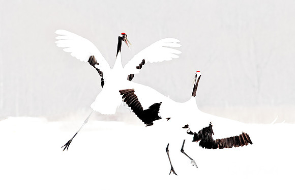 085 Red-crowned Cranes (Grus japonensis) - Hokkaido Japan