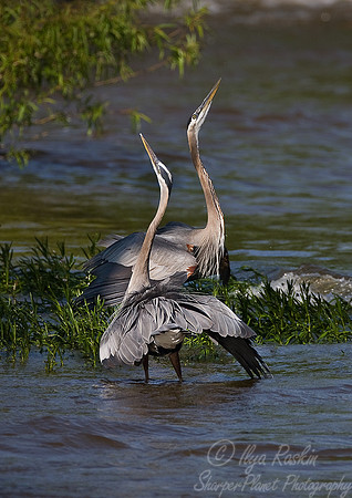 003_Great Blue Heron (Ardea herodias)_VA