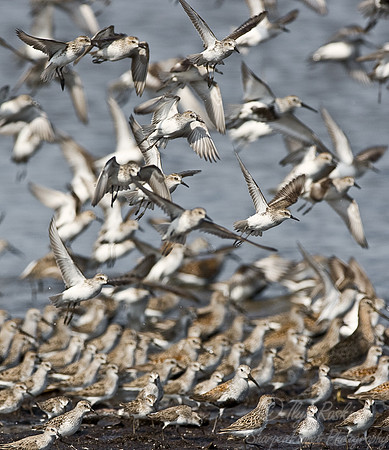 044Flying Shorebirds - DE