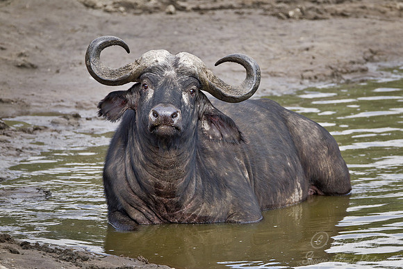 103 Cape Buffalo (Syncerus caffer) Masai Mara Kenya