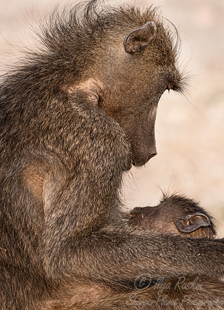 213 Chacma baboon (Papio ursinus) - Botswana
