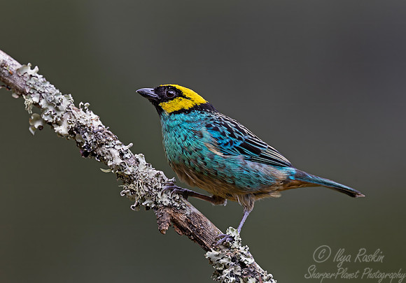 550 Saffron-crowned tanager (Tangara xanthocephala) - Colombia cloud forest