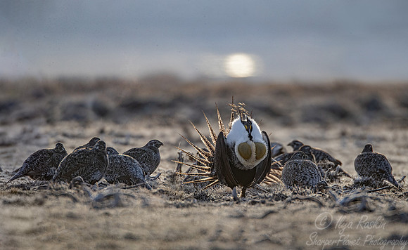046 Greater sage-grouse (Centrocercus urophasianus) - CO
