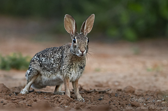 211 Eastern cottontail (Sylvilagus floridanus) - TX