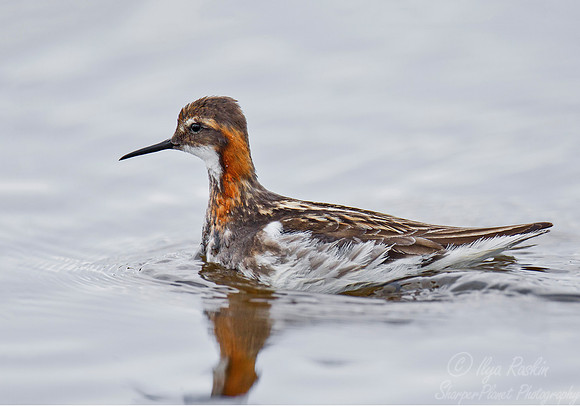 125 Red-necked Phalarope (Phalaropus lobatus) - Nome AK