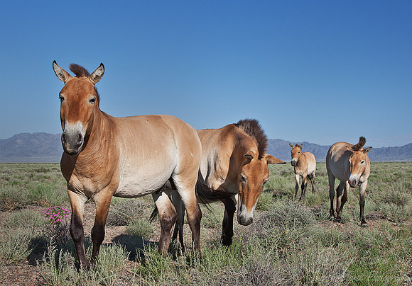 023_Przewalskis horses_Altyn-Emel_Kazakhstan