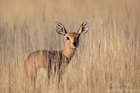 358 Steenbok (Raphicerus campestris) - Kgalagadi Transfrontier Park SA