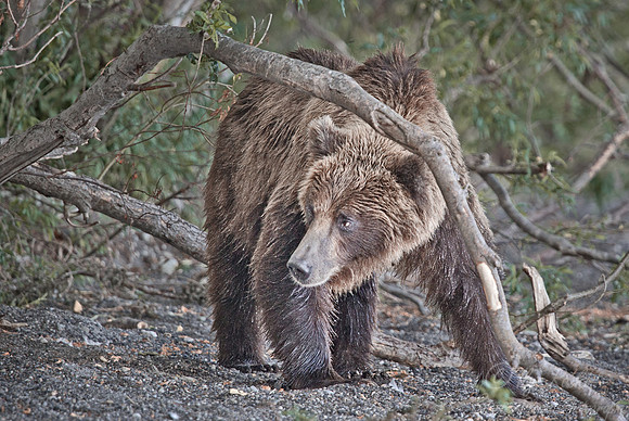 071 Brown Bear (Ursus arctos) - Kamchatka Russia