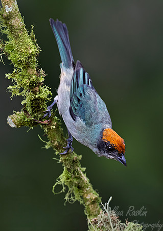 564 Scrub tanager (Stilpnia vitriolina) - Colombia cloud forest