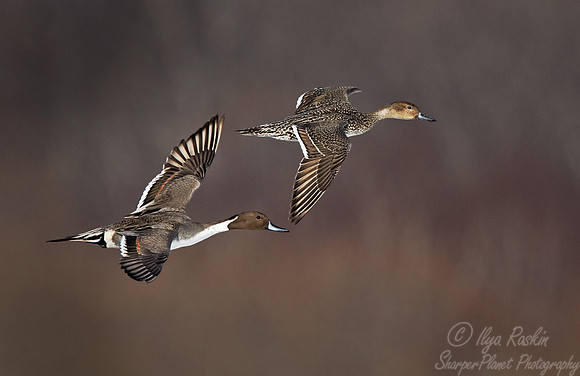 113 Northern Pintails (Anas acuta) Hokkaido Japan