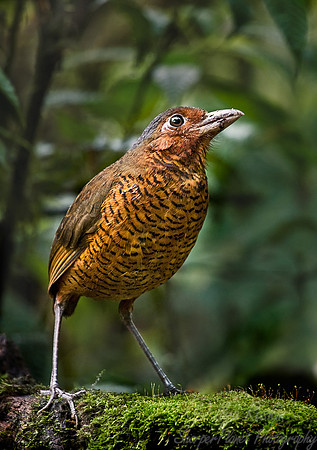 013 Giant Antpitta - Ecuador