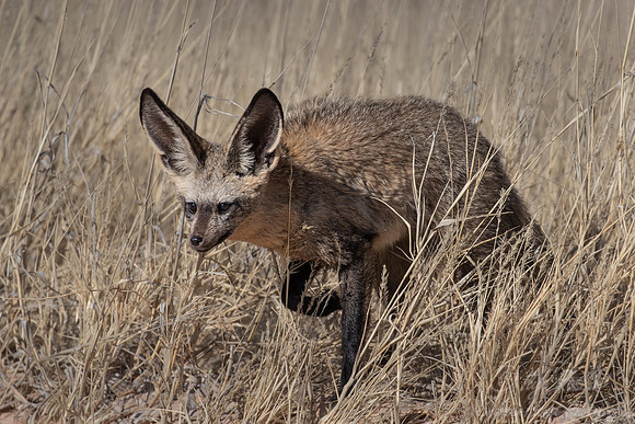 383 Bat-eared fox (Otocyon megalotis) - Kagalagadi Transfrontier Park SA