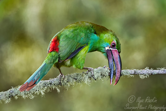 602 Crimson-rumped toucanet (Aulacorhynchus haematopygus) - Colombia cloud forest