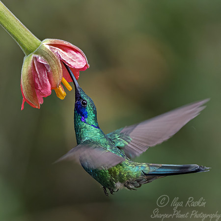 479 Lesser violetear (Colibri cyanotus) - Colombia cloud forest