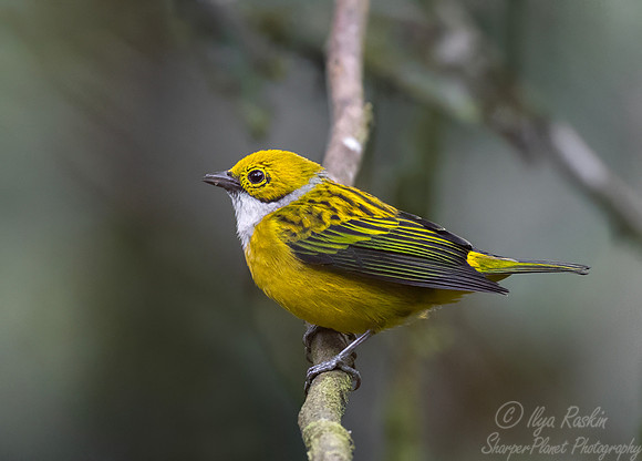 654 Silver-throated tanager (Tangara icterocephala) - Ecuador