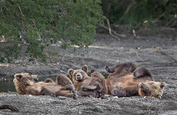 047 Brown Bear (Ursus arctos) - Kamchatka Russia