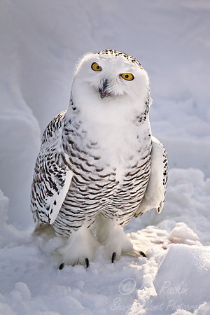 101 Snowy Owl (Bubo scandiacus) - MA