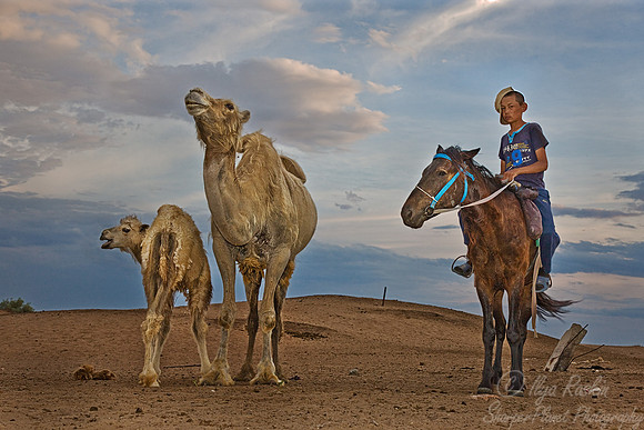 071_Camel Ranch_Tau Kum Desert_Kazakhstan