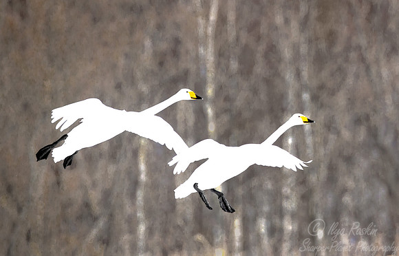 103 Whooper Swans (Cygnus cygnus) - Hokkaido Japan