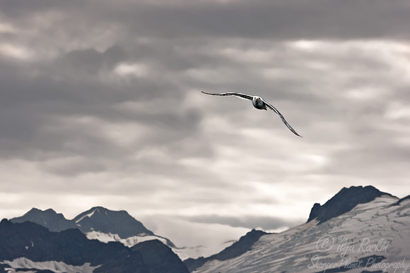 038 Blacked-legged Kittiwake (Rissa tradactyla) - Katmai AK