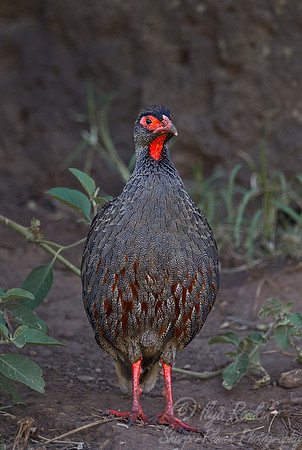 041 Red-necked Francolin (Pternistis afer) - Masai Mara Kenya