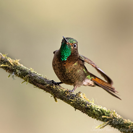 503 Tyrian metaltail (Metallura tyrianthina) - Colombia cloud forest