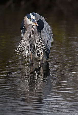109 Great Blue Heron (Ardea herodias) FL