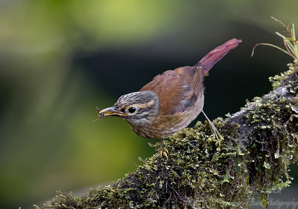 716 Scaly-throated foliage-gleaner (Anabacerthia variegaticeps) - Ecuador