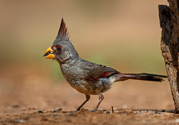121 Pyrrhuloxia female (Cardinalis sinuatus) - TX