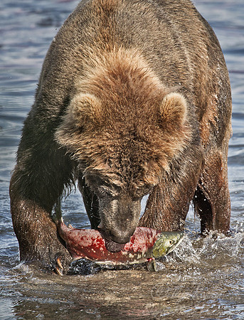 016 Brown Bear (Ursus arctos) - Kamchatka Russia