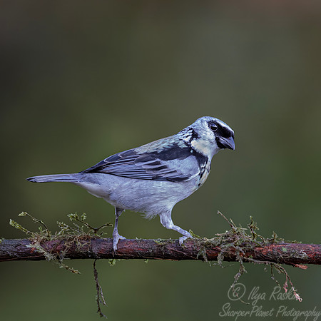 691 Gray-and-gold tanager (Poecilostreptus palmeri) - Ecuador