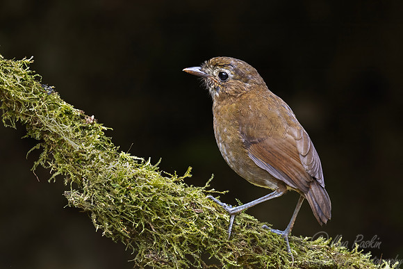 595 Brown-banded antpitta (Grallaria milleri) - Colombia cloud forest