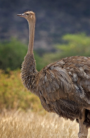 017 African Ostrich - Kenya