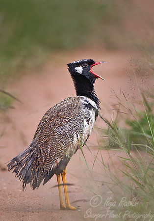 048 Northern Black Korhaan (Eupodotis afraoides) - Etosha Namibia