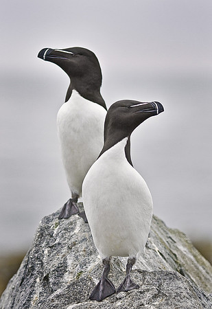 032 Razorbill - Canada