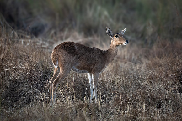 390 Southern or Common reedbuck (Redunca arundinum)- Botswana