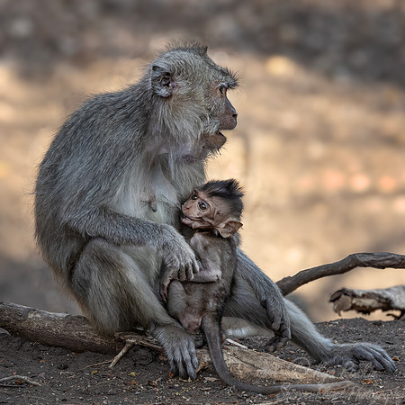 246 Crab-eating or long-tailed macaques (Macaca fascicularis) - Sumatra Indonesia