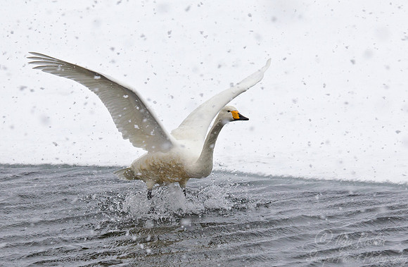 094 Whooper Swan (Cygnus cygnus) - Hokkaido Japan