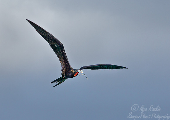 074 Magnificent Frigatebird (Fregata magnificens) Galapagos Ecuador