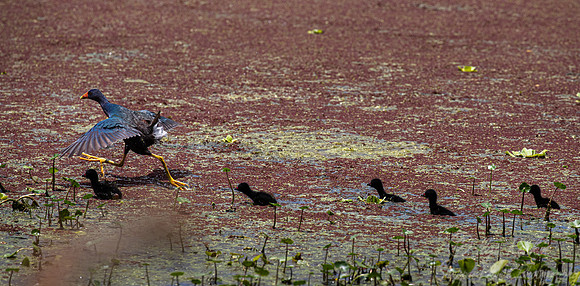 324 Purple gallinule with chicks (Porphyrio martinicus) - TX