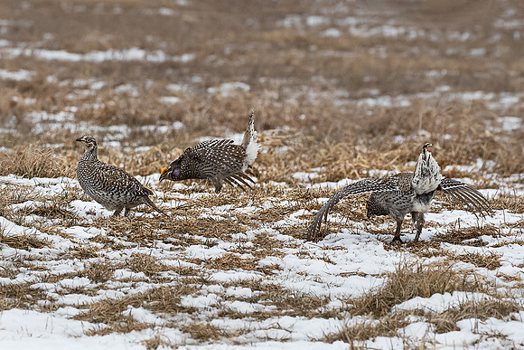 098 Sharp-tailed grouse (Tympanuchus phasianellus) - MN