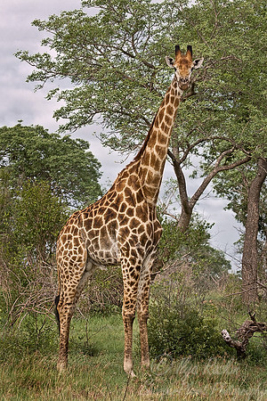 075_Giraffe_South Africa
