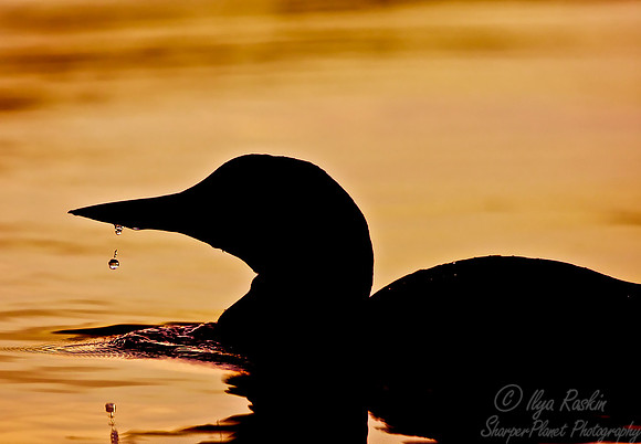 043 Common Loon - MI