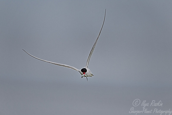106 Arctic Tern (Sterna paradisaea) - ME
